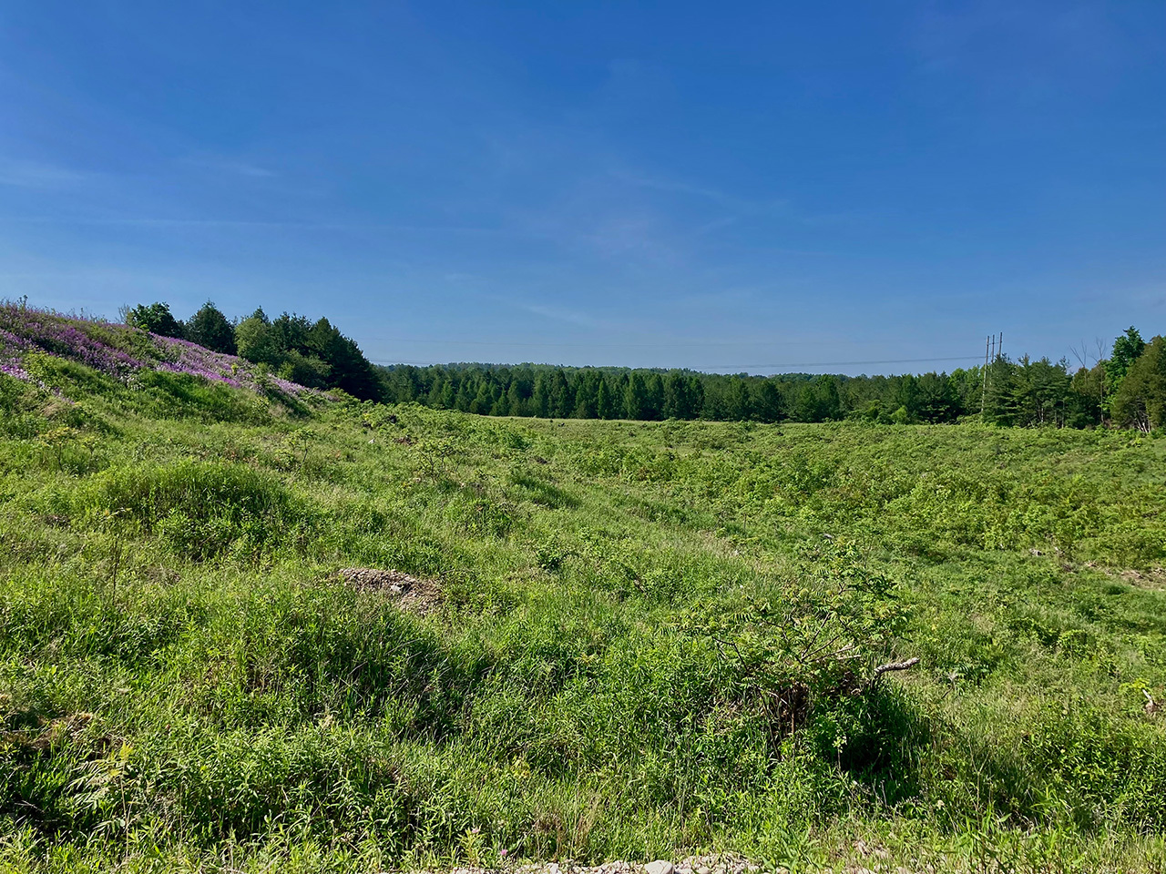 Clinton-naturalization-rehabilitation Pit in Clinton undergoing rehabilitation of naturalization back to forest