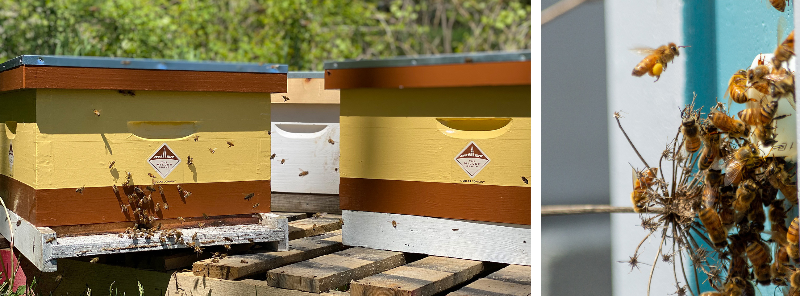 Miller-beehives-in-Elora-Bees-at-Beehive-in-Uxbridge Miller-beehives-in-Elora-Bees-at-Beehive-in-Uxbridge