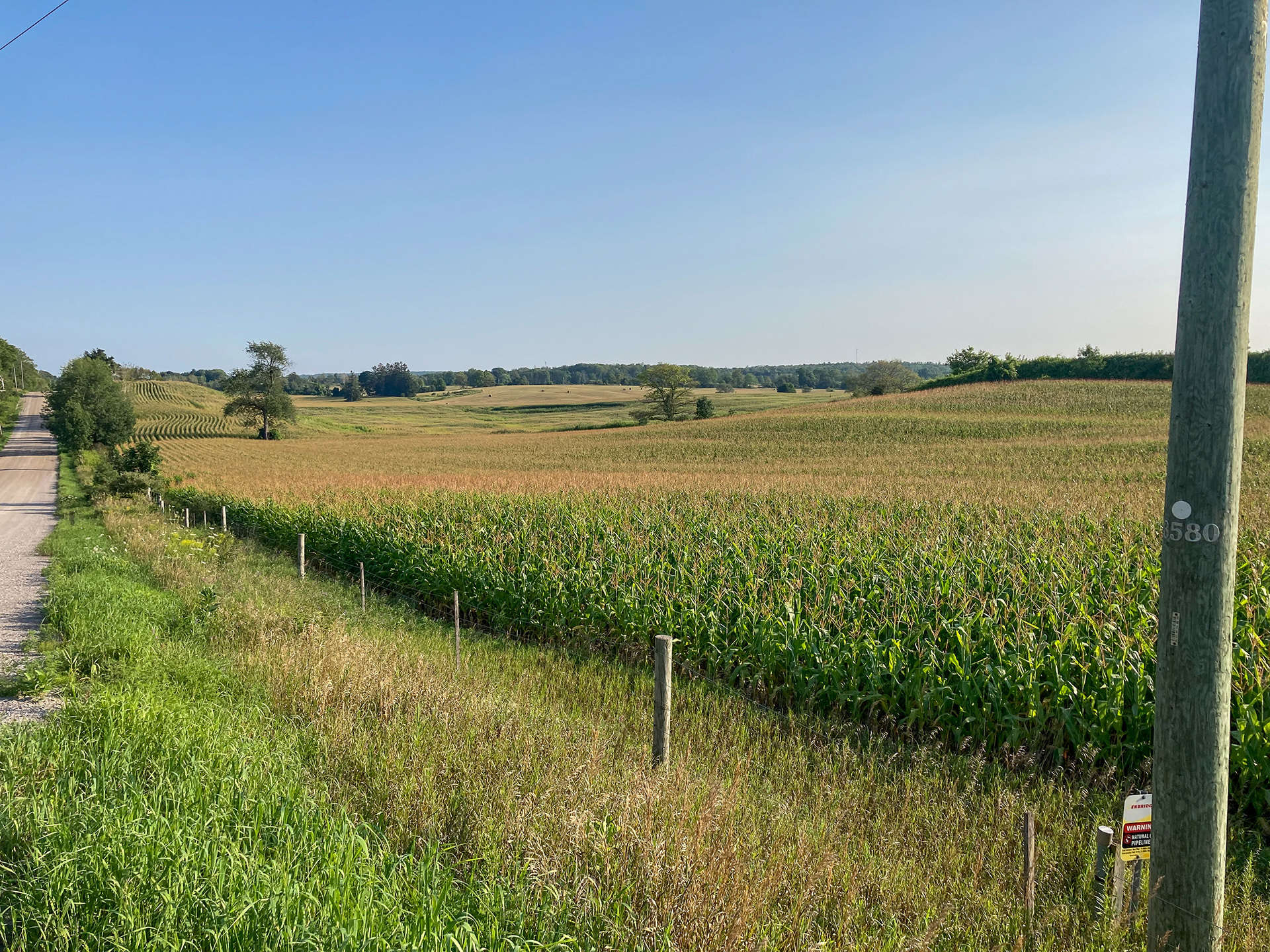 Uxbridge-Rehabilitation-with-Corn Corn crops nearing harvest on newly rehabilitated portion of former gravel pit in Uxbridge