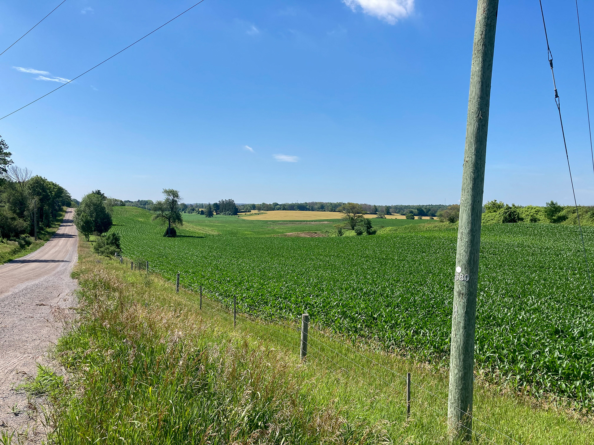 Uxbridge-corn-growing-on-rehbailitation Uxbridge gravel pit with corn crops growing after rehabilitation work